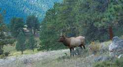 Elk-Bull-Rocky-Mountain-National-Park