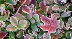 Hoarfrost-on-Strawberry-&-Maple-leaves